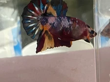 up for sale Male Fancy Multicolor Koi Betta (second fish half price)