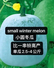 12CT Asian Small Round Winter Melon/White Gourd/Wax Ash Gourd Seeds 12粒高产小圆冬瓜种子