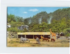 Postcard Yama Hell Beppu Japan