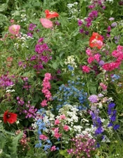 Wildflower Mix SHADE with Perennials 16 Species Pollinators Non-GMO 1000 Seeds