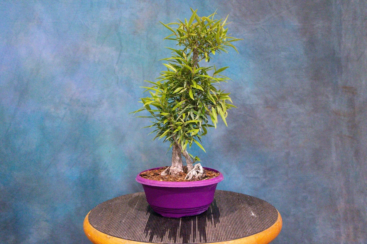 bonsai orange 10 seeds| Orange Tree Bonsai Seeds – Delicious Fruit, Easy to Grow, Pe –  PEMDASGARDEN main image 1