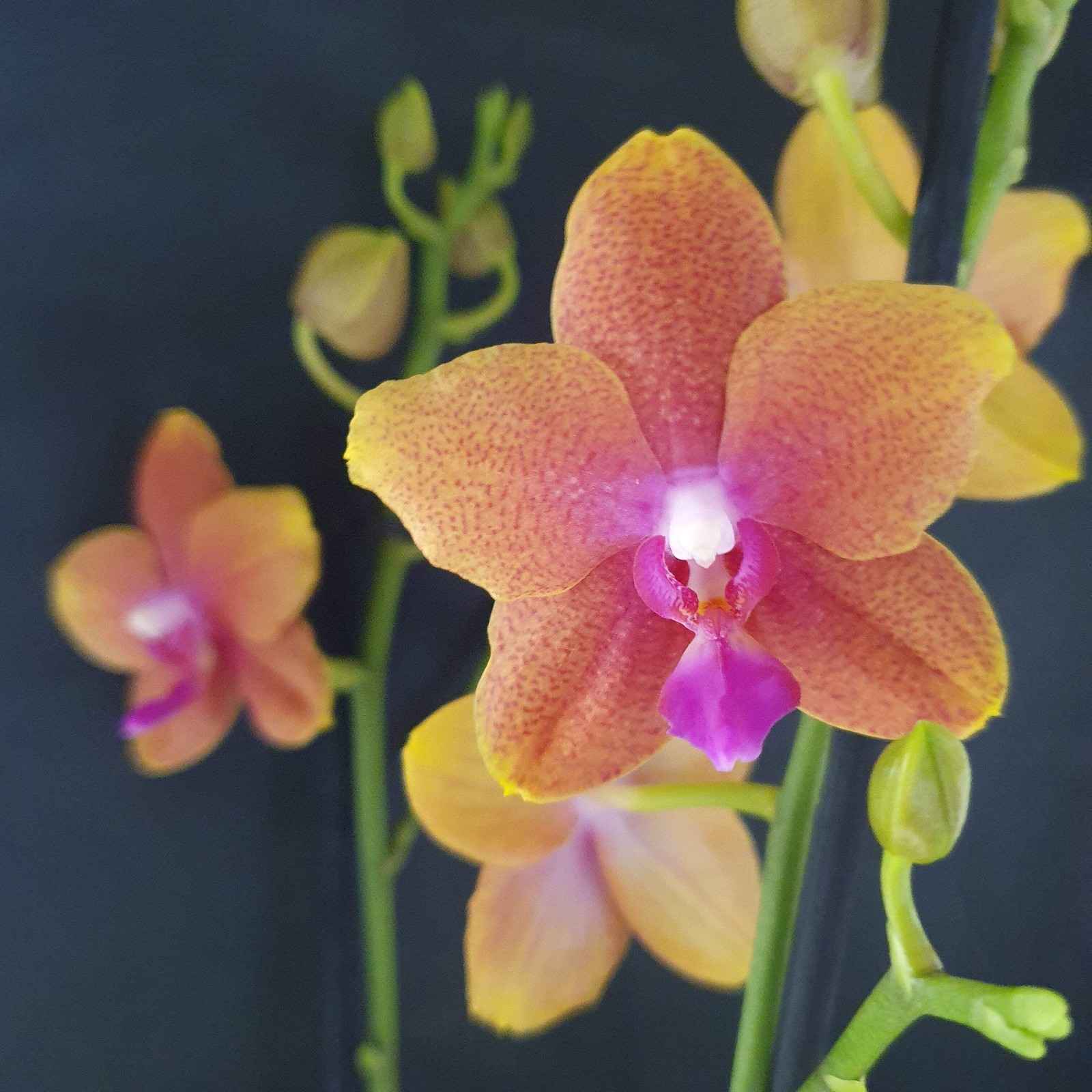 Phalaenopsis Bolgheri orchidée de collection aux reflets violets