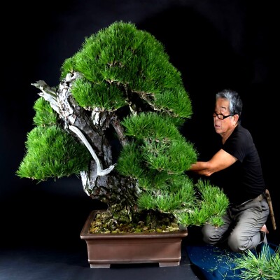 20 JAPANESE BLACK PINE TREE SEEDS (Pinus thunbergii) "Easy & Famous for  Bonsai" | eBay