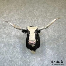 #26340 N+ | Longhorn Cross Steer Taxidermy Shoulder Head Mount - Steer Bull
