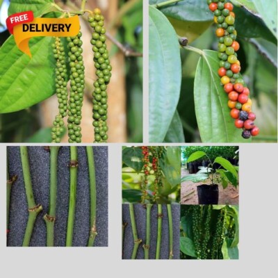 5 Black pepper Piper Nigrum Cuttings Rare Rooted Natural Live New Planting