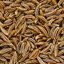 Caraway Seeds | Heirloom / Non-GMO | Free Shipping | Herb Seeds | 1172