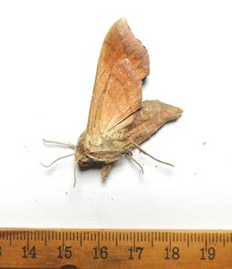 Darapsa pholus, Virginia; Sphingidae