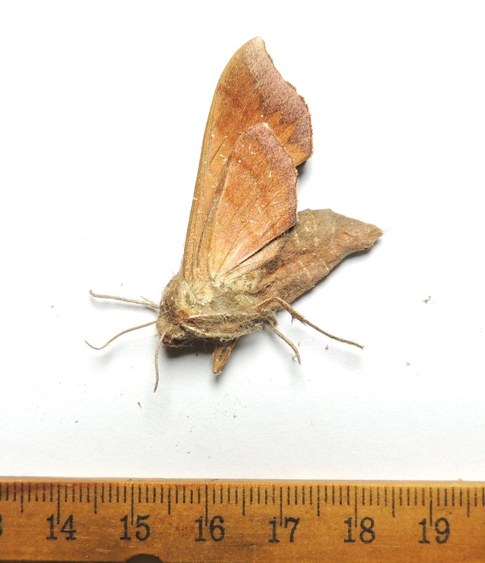 Darapsa pholus, Virginia; Sphingidae
