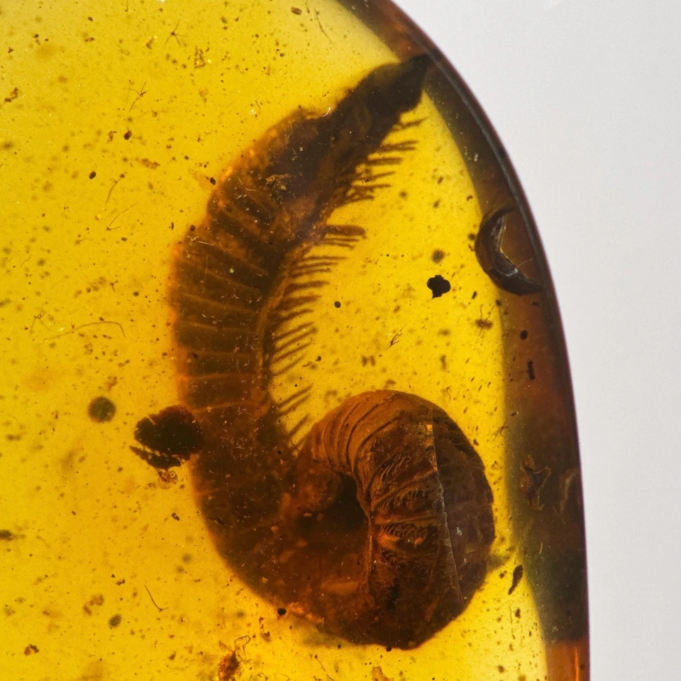 BIG MILLIPEDE in Burmese / Burmite amber fossil / 100% genuine amber - Image 2 of 4