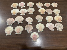 25 Medium Size Various colored Scallop Sea Shells most 2 in