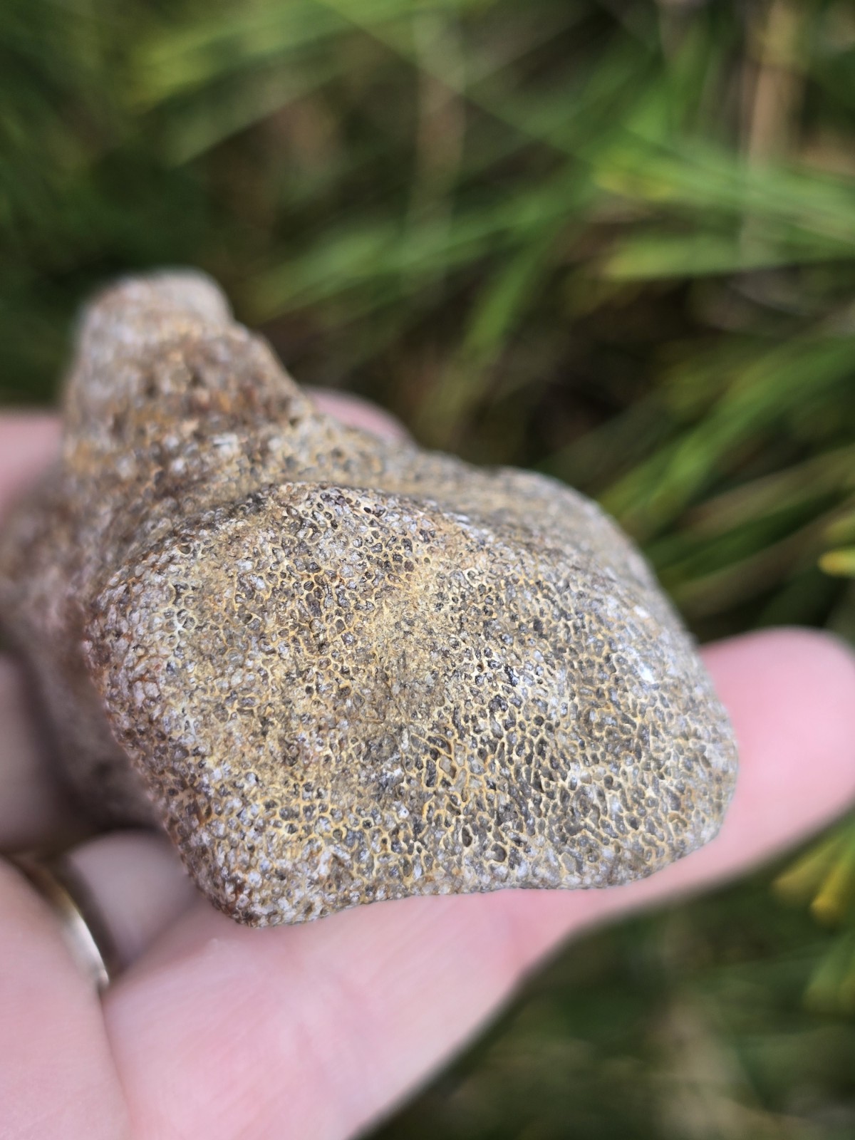 Partial Mosasaur Vertebrae Bones Cretaceous Dinosaur Fossil Ozan TX
