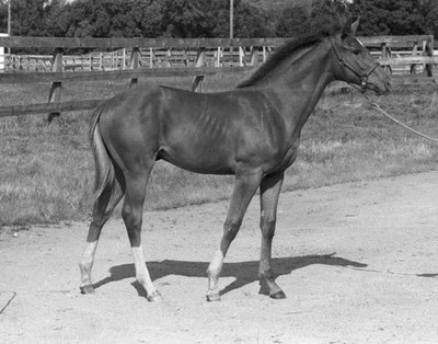 SECRETARIAT BABY FOAL HORSE RACE - 8'' x 10'' Photo Print