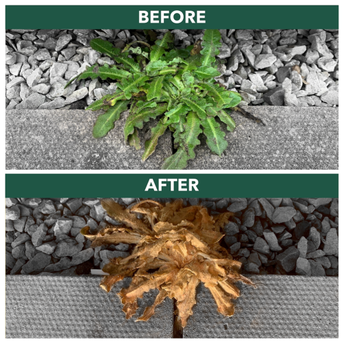 Total Glyphosate Weedkiller 2 x 2.5L Weedblast Rootkill, with Long hose trigger - Picture 2 of 4