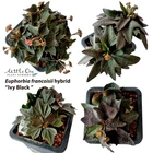 Euphorbia francoisii hybrid 'IVY  Black' seeds for sale Little One Plant N