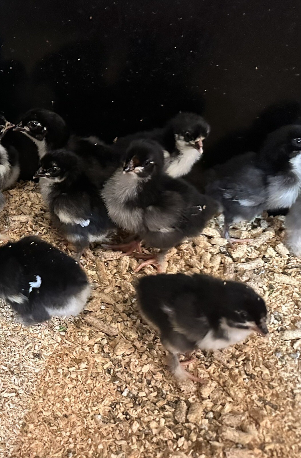 French Black Copper Marans Chicks For Sale - Order Now