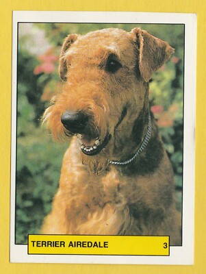 Hunde - Spanischer Sammelkarten Aufkleber um 1981 Merchante #3 Airedale Terrier