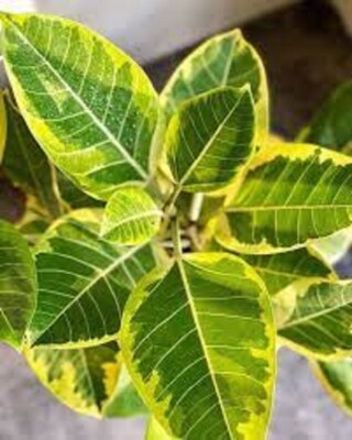 Ficus Altissima Golden Gem ,Asian council tree 2 cuttings, no roots