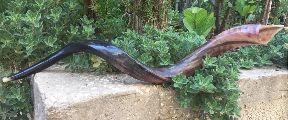40" Large Jewish Shofar Full Polished Yemenite Kudu Horn Synagogue Israel Temple - Image 2 of 4
