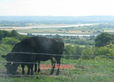 FOTO RINDER GRASEN ÜBER GRANGE DORF MIT DEM FLUSS SEVERN IN DER FERNE