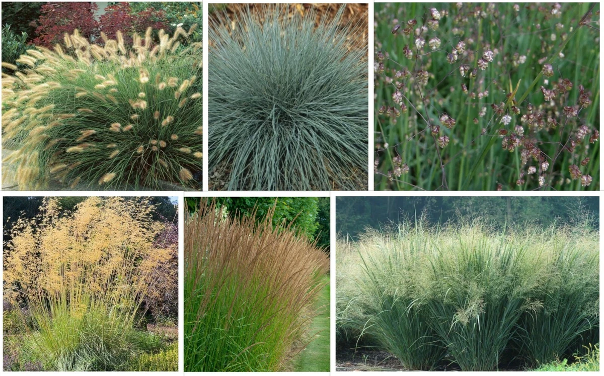 Grasses on sale for sun