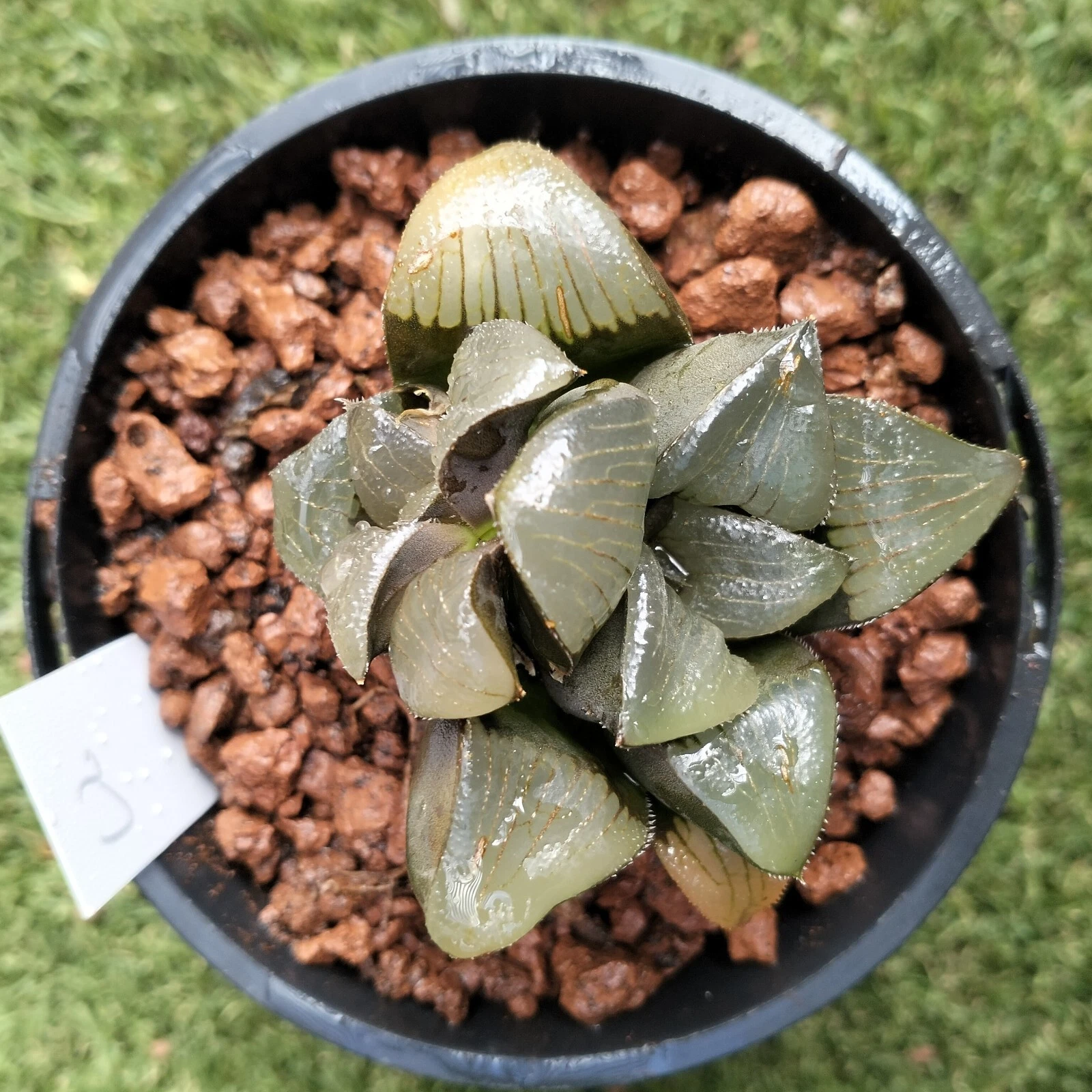 Haworthia Plant 2, two heads about 7cm diameter Succulent
Opens in a new window or tab