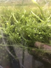 Live- Caulerpa Peltata Marine Reef Macro Algae For Refugium - FULL Sandwich Bag