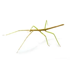 Carausius morosus Indian Stick Insect Nymph 