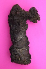 Giant Lizard Poop 5 Million Years Old Genuine Real Fossil Dinosaur Girl COA S59