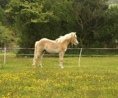 Foto 6x4 Vieh bei Wheal Busy Salem\/SW7444 Some tier or other se c2009