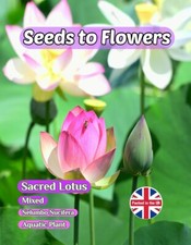 SACRED LOTUS - NELUMBO