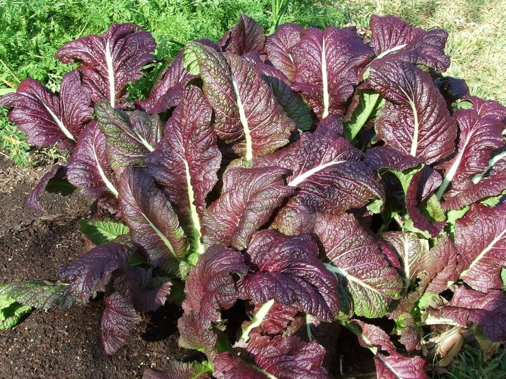Japanese Giant Red Mustard Greens Seeds | Brassica Mizuna