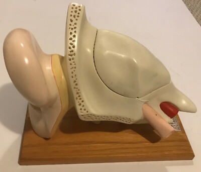 Rare complete 1960’s Vintage anatomical ear canal/inner ear statue from ...