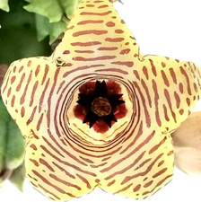 Uno Stelo a radice Nuda Huernia STRIATA Fiore in foto WEB Pianta grassa