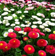 2000+English Daisy Seeds(Bellis perennis) Mixed Perennial Wildflowers USA