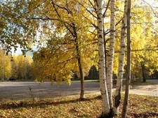 White Birch Tree - 200 Seeds 2025 - Autumn Yellow Leaves - USA