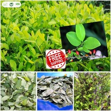C.o.c.a Leaves Dried Leaves Organic & Tropical Ceylon 300+