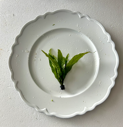 ONE SM/MD Java Fern -Live Aquarium Plant-Great for low-tech, beginner ...