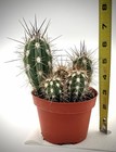 Echinocereus pacificus 4” potted cactus Spiny Hedgehog Giant Claret-Cup — photo 4
