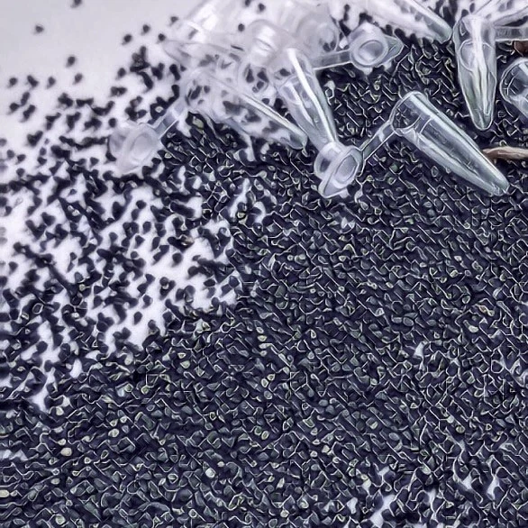 (10) Pack SEMILLAS Ariocarpus Fi55ur4tus VENDEDOR DE EE. UU. Foto 3 de 3