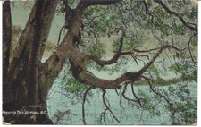 1912 Arbutus Tree, Victoria, BC  Postcard
