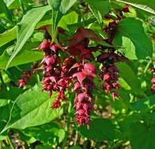 Himalayan Honeysuckle bush 201 seeds hardy perennial, mariesgreengarden