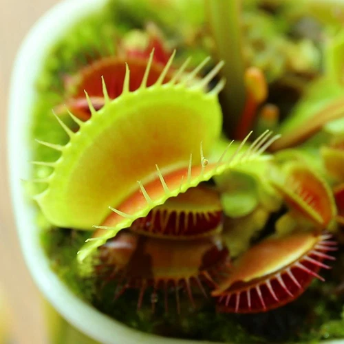 1 Packung Mit 100 Venusfliegenfallensamen Dionaea Muscipula Flycatcher / - Picture 1 of 11