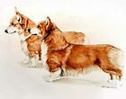 Pembroke Welsh Corgi Limited Edition Giclee Art Print