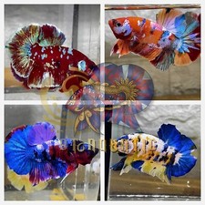 1 TRIO - HMPK Koi Multiple Galaxy color Live Betta Fish - USA SELLER