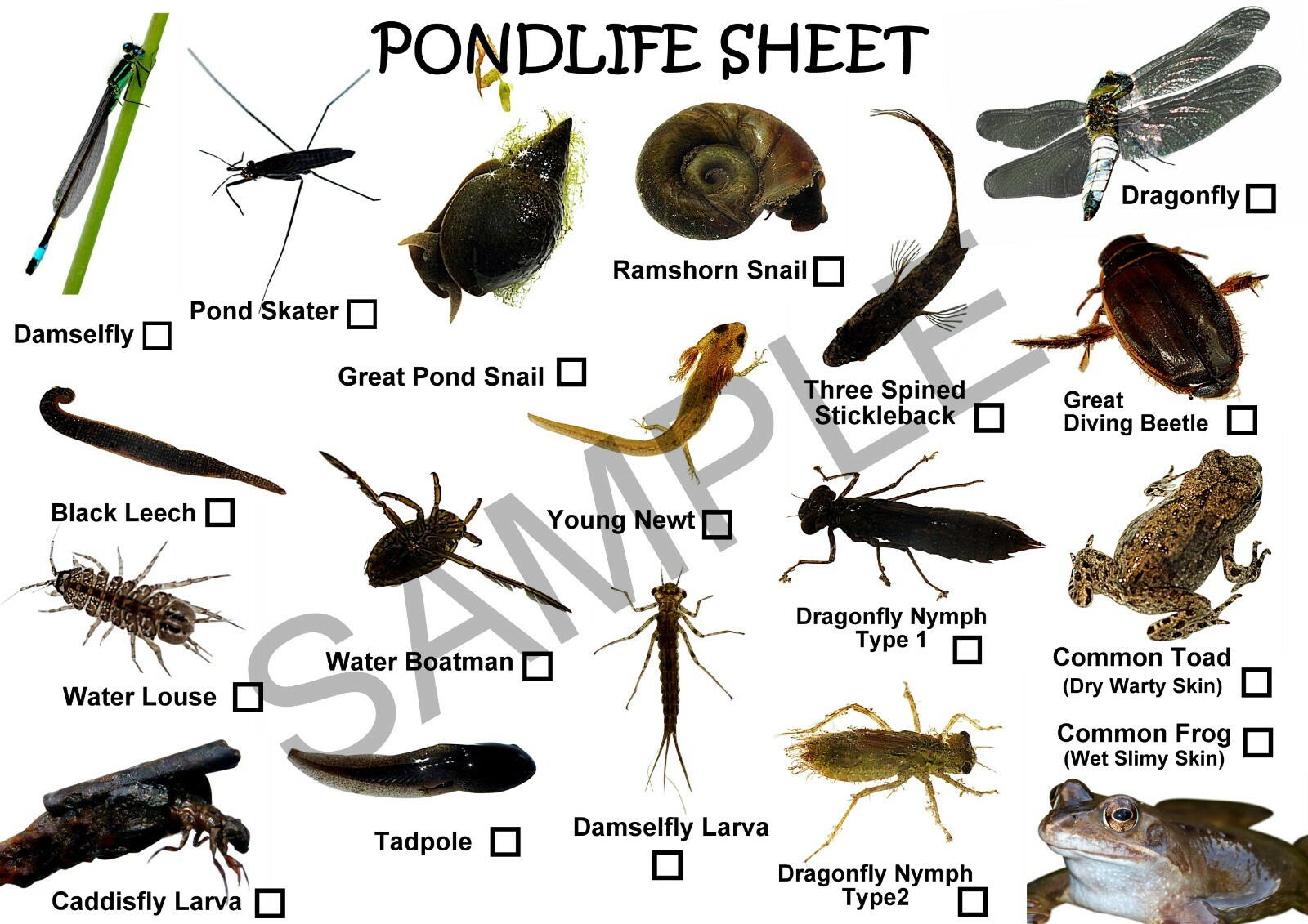 Clear Pond Dipping Trays includes FREE POND LIFE SPOTTER CARDS eBay