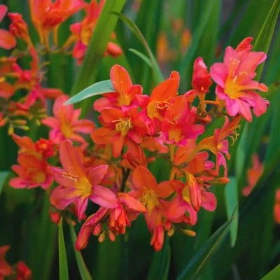 Pretty Imported Double Tritonia Pink & Orange Flower Bulbs Pack Of 5 Bulbs