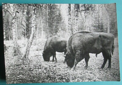 Original 1930's Henryk Poddębski Fotografia Bizon Bisons Pologne Polska