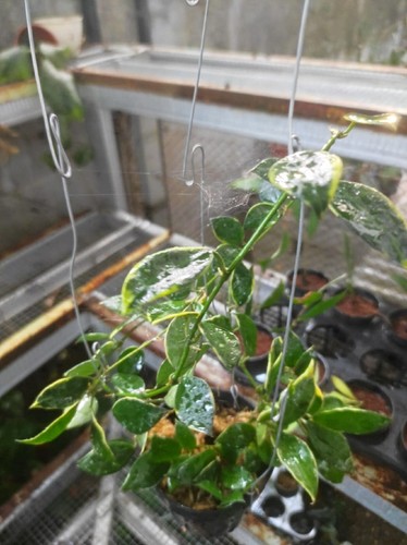 Hoya Lacunosa Asami Variegated - 第 2/3 張圖片