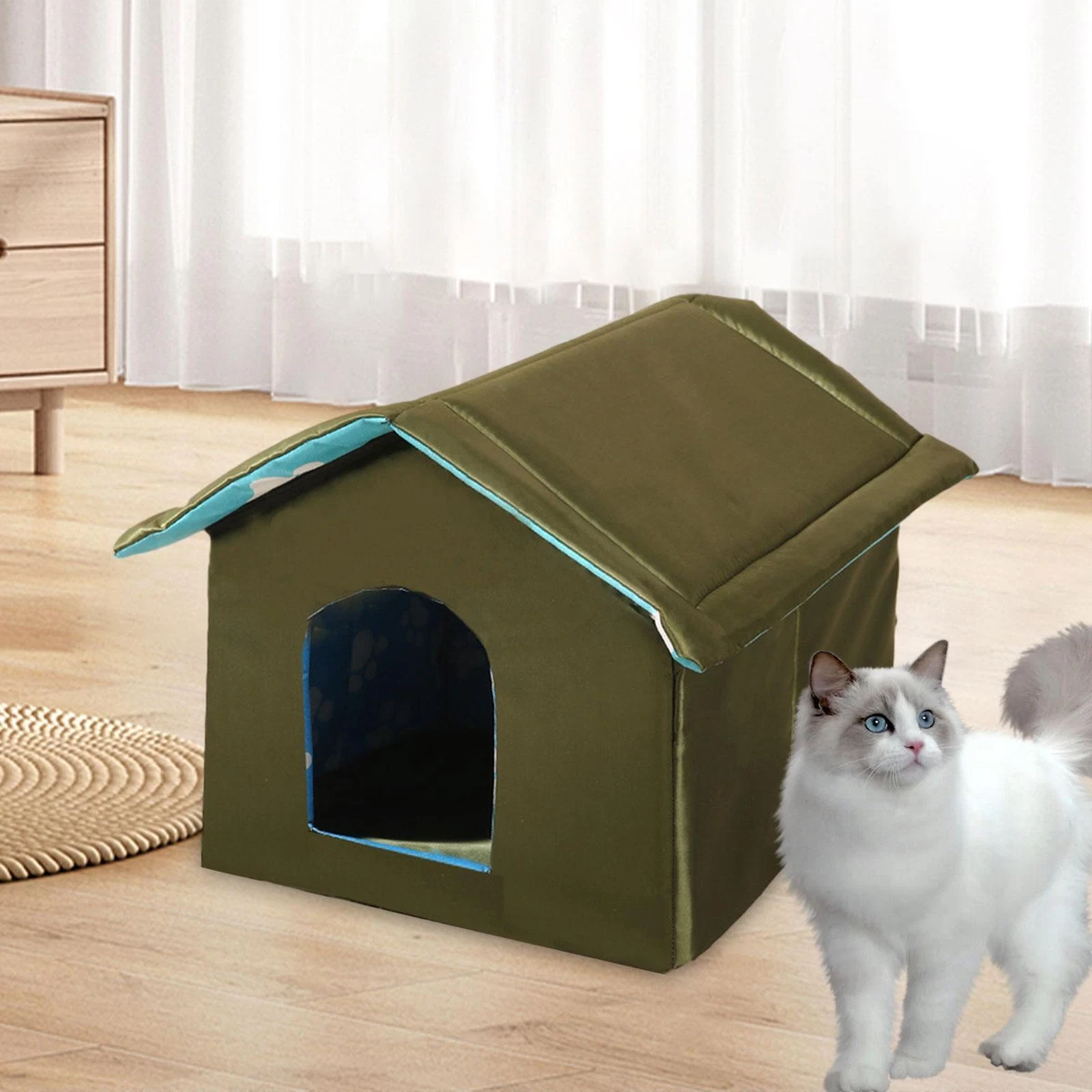 Stray kitten sale shelter