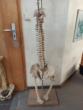Anatomisches Wirbelsäulenmodell mit Becken – Medizin Lehrmodell, Standfuß